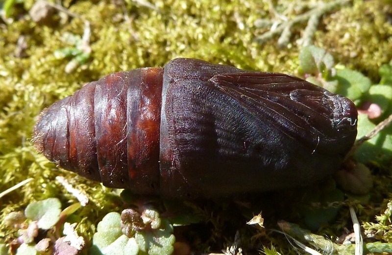 Femmina di Lasiocampa quercus